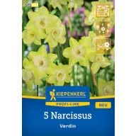 Virághagyma Nárcisz Verdin Kiepenkerl 5 db