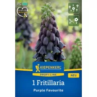 Virághagyma Fritillaria Purple Favourite Kiepenkerl 1 db