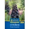 Virághagyma Fritillaria Purple Favourite Kiepenkerl 1 db