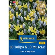   Virághagyma Mix 10 Tulipa & 10 Muscari  Sun and Sky Duo Kiepenkerl 20 db