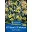 Virághagyma Mix 10 Tulipa & 10 Muscari  Sun and Sky Duo Kiepenkerl 20 db