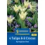 Virághagyma Mix 4 Tulipa & 8 Crocus Springtime Duo Kiepenkerl 12 db