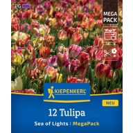   Virághagyma Tulipán Sea of Lights  Megapack Kiepenkerl 12 db