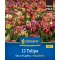 Virághagyma Tulipán Sea of Lights  Megapack Kiepenkerl 12 db