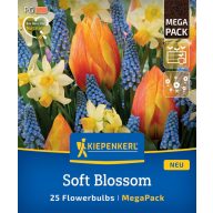   Virághagyma Tulipán-Gyöngyike keverék Soft Blossom Megapack Kiepenkerl 25 db