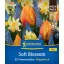 Bulb Tulip-Tulip mixture Soft Blossom Megapack Kiepenkerl 25 pcs