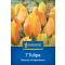 Virághagyma Tulipán Beauty of Apeldoorn Kiepenkerl 7 db