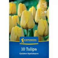 Virághagyma Tulipán Golden Apeldoorn Kiepenkerl 10 db