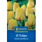 Virághagyma Tulipán Golden Apeldoorn Kiepenkerl 10 db
