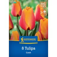 Virághagyma Tulipán Cash Kiepenkerl 8 db