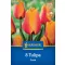 Virághagyma Tulipán Cash Kiepenkerl 8 db