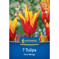 Virághagyma Tulipán Fire Wings Kiepenkerl 7 db