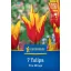 Virághagyma Tulipán Fire Wings Kiepenkerl 7 db