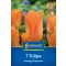 Virághagyma Tulipán Orange Emperor Kiepenkerl 7 db