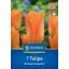 Virághagyma Tulipán Orange Emperor Kiepenkerl 7 db