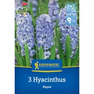 Virághagyma Jácint Aqua Kiepenkerl 3 db