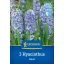 Virághagyma Jácint Aqua Kiepenkerl 3 db