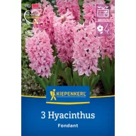 Virághagyma Jácint Fondant Kiepenkerl 3 db