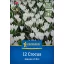 Flower Bulbs Coconut Jeanne d'Arc Kiepenkerl 12 pieces