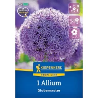 Virághagyma Díszhagyma Globemaster Kiepenkerl 1 db