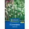 Virághagyma Tavaszi tőzike (Leucojum aestivum) Kiepenkerl 5 db