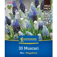   Virághagyma Gyöngyike (Muscari) Mix Megapack Kiepenkerl 30 db