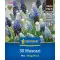 Virághagyma Gyöngyike (Muscari) Mix Megapack Kiepenkerl 30 db