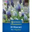 Virághagyma Gyöngyike (Muscari) Mix Megapack Kiepenkerl 30 db