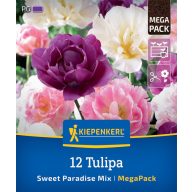   Virághagyma Tulipán Sweet Paradise Mix Megapack Kiepenkerl 12 db