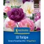 Flower Bulb Tulip Sweet Paradise Mix Megapack Kiepenkerl 12 pcs
