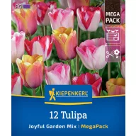   Virághagyma Tulipán Joyful Garden Mix Megapack Kiepenkerl 12 db