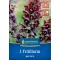 Virághagyma Perzsa császárkorona (Fritillaria persica) Kiepenkerl 1 db