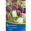 Virághagyma Kockás liliom Mix (Fritillaria Mix) Kiepnkerl 15 db