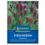 Bíborhere (Trifolium inc.)-Zöldtrágya és méhlegelő 25 m2-re Kiepenkerl