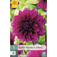 Virághagyma Dália Thomas A. Edison 1 db JUB