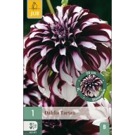 Virághagyma Dália Tartan 1 db JUB