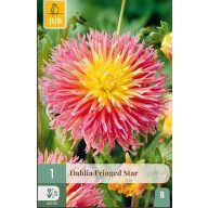 Virághagyma Dália Fringed Star 1 db JUB