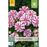 Virághagyma Dália Priceless Pink 1 db JUB