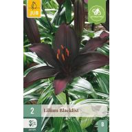 Virághagyma Liliom Blacklist 2 db JUB