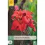 Virághagyma Canna Red Futurity 1 db JUB