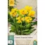Virághagyma Canna Cleopatra Yellow 1 db JUB
