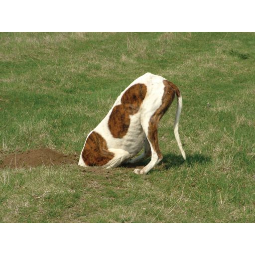 Kutya a kertben – harcmező helyett harmónia - Webinárium - 2026.02.27. 19:00