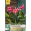 Virághagyma Canna Shining Pink 1 db JUB