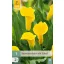Virághagyma Kála (Zantedeschia) Gold Label 1 db JUB
