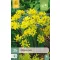 Virághagyma Allium Moly 25 db JUB