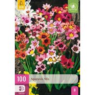 Virághagyma Sparaxis Mix (Cigányvirág) 100 db JUB