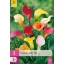 Virághagyma Kála (Zantedeschia) mix 3 db JUB