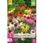Virághagyma Echinacea Breeders mix 3 db JUB