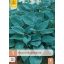 Évelő Hosta Halcyon 1 db JUB