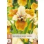 Évelő Iris sibirica Colonel Mustard  1 db JUB
